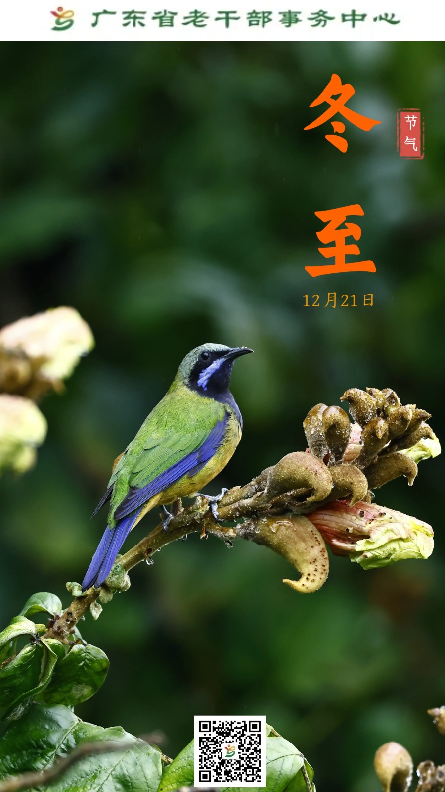 节气：冬至（终稿）.jpg