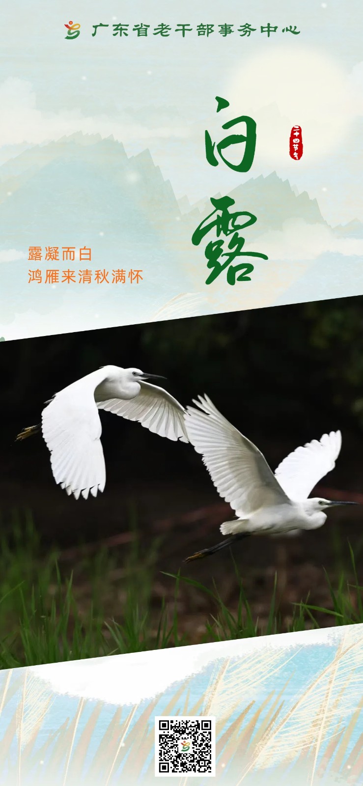 白露3.0.jpg